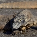 dragon_komodo_hsb_rinca_v_1501_kom3846.jpg